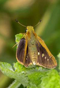 El Centro de Visitantes Huerta Grande alberga una colonia de mariposa veloz 